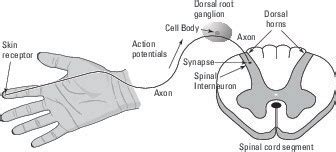 mechanoreceptors|mechanoreceptor anatomy.